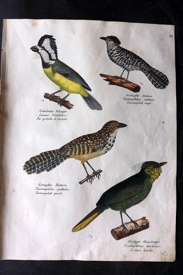 Schinz & Brodtmann 1830 Folio Hand Col Bird Print. Antbird, Bulbuls 28: Folio Hand Colored Lithograph Published 1830, Zurich for "Naturgeschichte und Abbildungen der Vogel..." by Heinrich Rudolph Schinz. Lithographed by Karl Joseph Brodtmann. Paper Size: 12 x 8.25 inch (3
