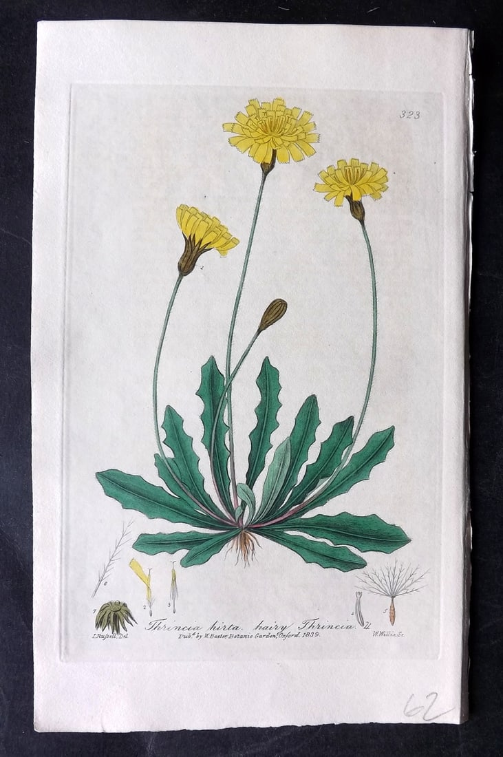 Baxter, George 1840 Hand Col Botanical Print. Hariy Thrincia 323 (1 of 1)