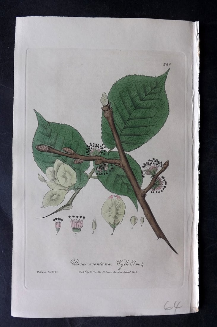 Baxter, George 1840 Hand Col Botanical Print. Wych Elm 386 (1 of 1)