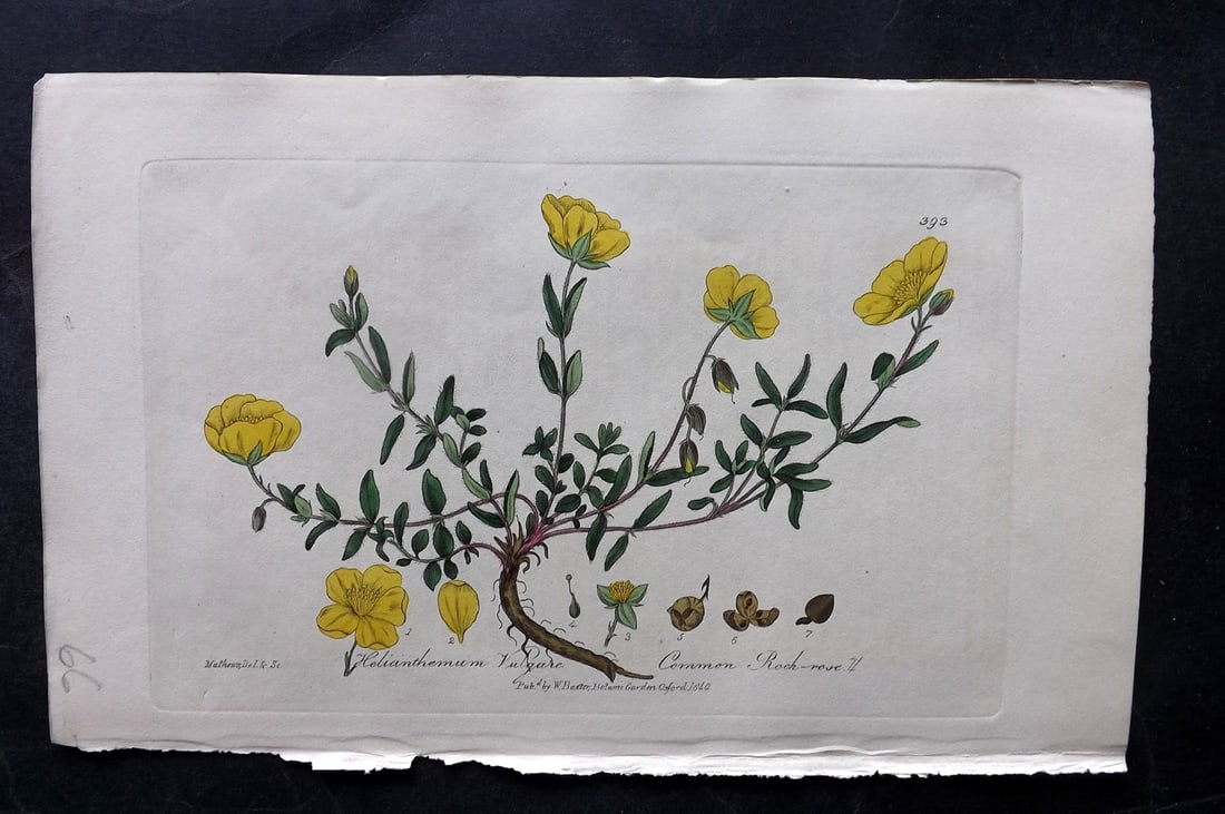 Baxter, George 1840 Hand Col Botanical Print. Common Rock Rose 393: Hand Colored Etching Published 1834-43, Oxford for "British Phaenogamous Botany; or, Figures and Descriptions of British Flowering Plants" by William Baxter. Paper Size: 8.5 x 5.5 inch (22 x 14cm) Goo