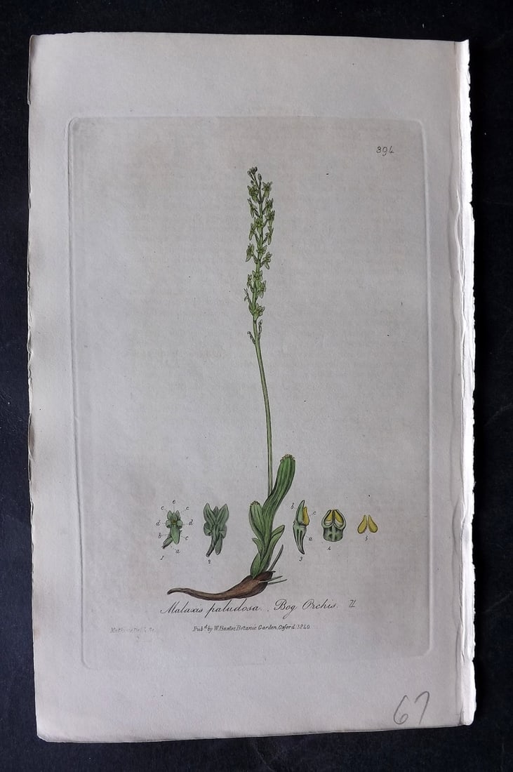 Baxter, George 1840 Hand Col Botanical Print. Bog Orchis, Orchid 394: Hand Colored Etching Published 1834-43, Oxford for "British Phaenogamous Botany; or, Figures and Descriptions of British Flowering Plants" by William Baxter. Paper Size: 8.5 x 5.5 inch (22 x 14cm) Goo