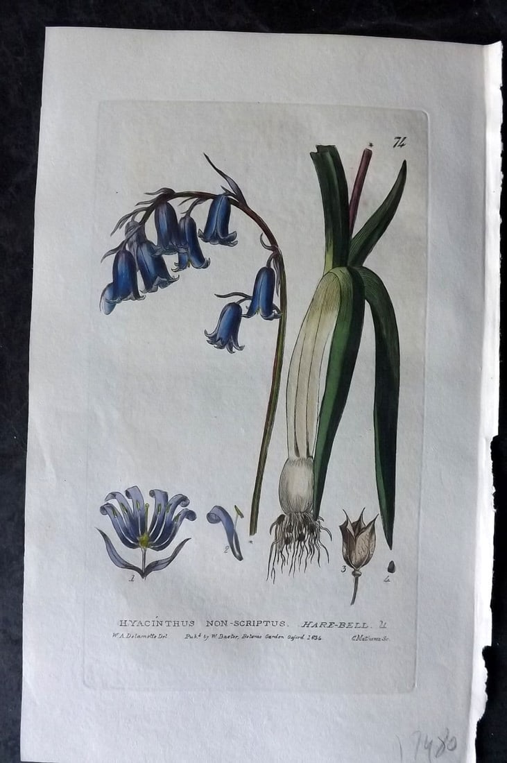 Baxter, George 1834 Hand Col Botanical Print. Hare Bell 74 (1 of 1)