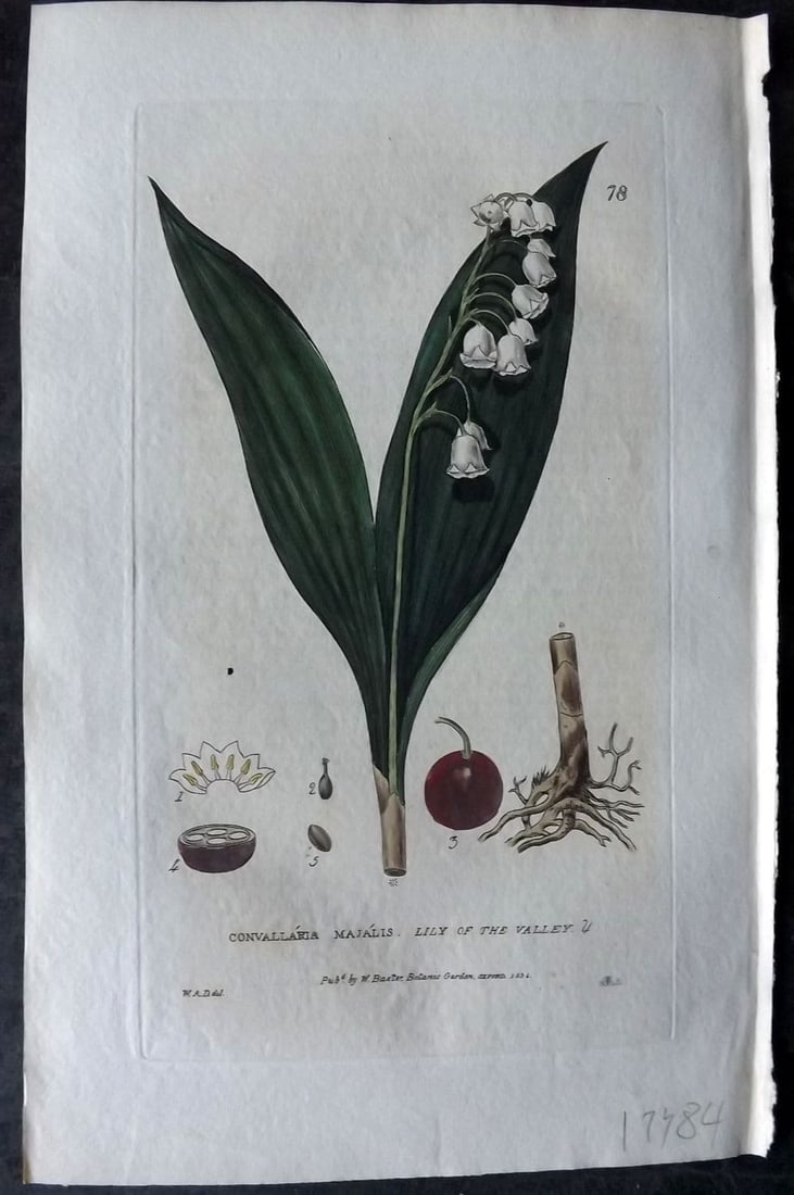 Baxter, George 1834 Hand Col Botanical Print. Lily of the Valley 78 (1 of 1)