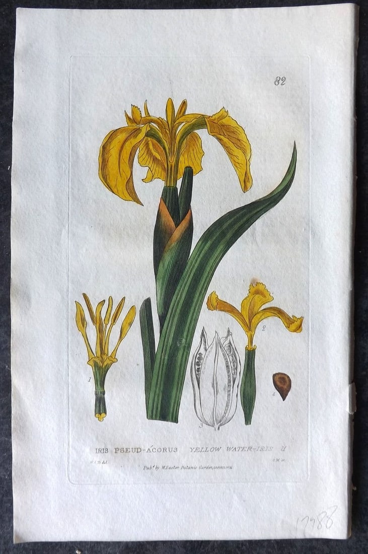 Baxter, George 1835 Hand Col Botanical Print. Yellow Water Iris 82 (1 of 1)