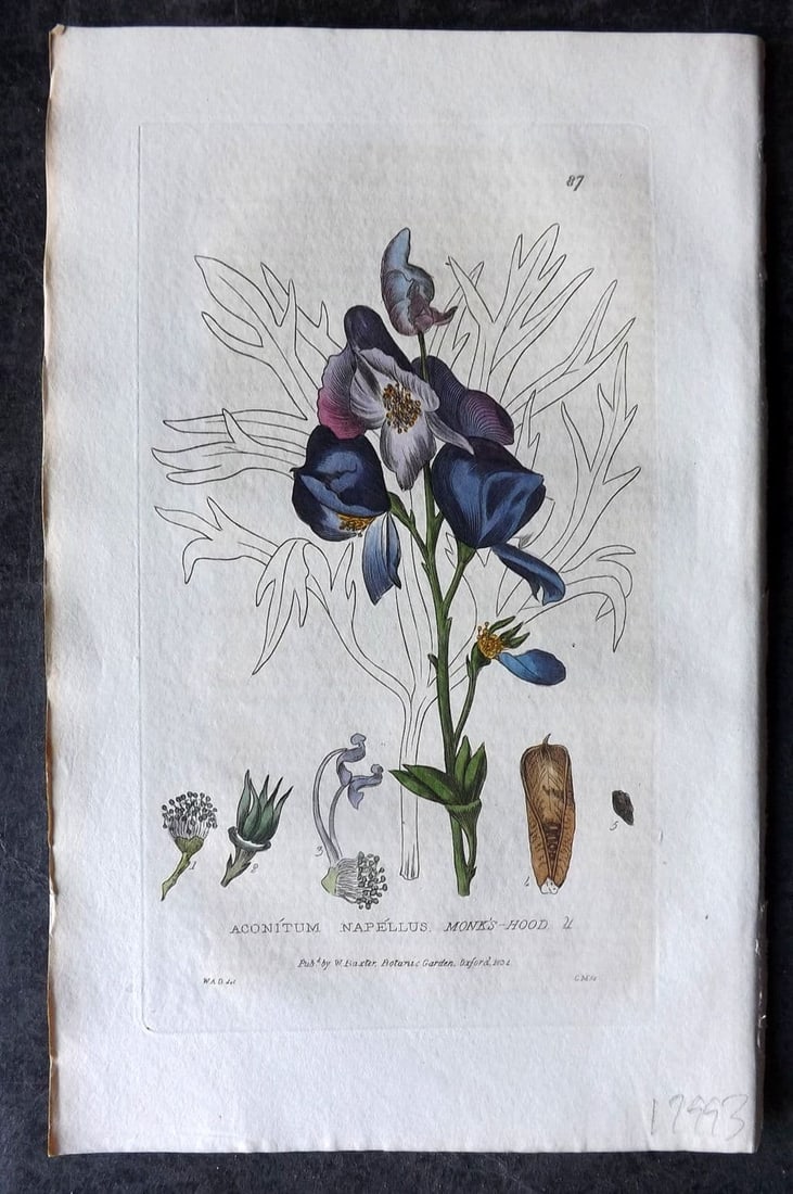Baxter, George 1835 Hand Col Botanical Print. Monk's Hood 87: Antique Etching Published 1834-43, Oxford for "British Phaenogamous Botany; or, Figures and Descriptions of British Flowering Plants" by William Baxter. Fine hand colour as issued. Paper Size: 9 x 5.5