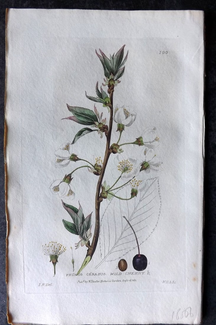 Baxter, George 1835 Hand Col Botanical Print. Wild Cherry 100 (1 of 1)
