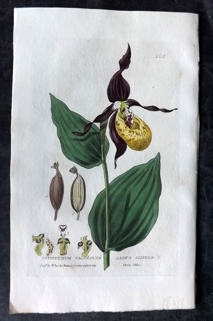Baxter, George 1835 Hand Col Botanical Print. Lady's Slipper Orchid 105 (1 of 1)