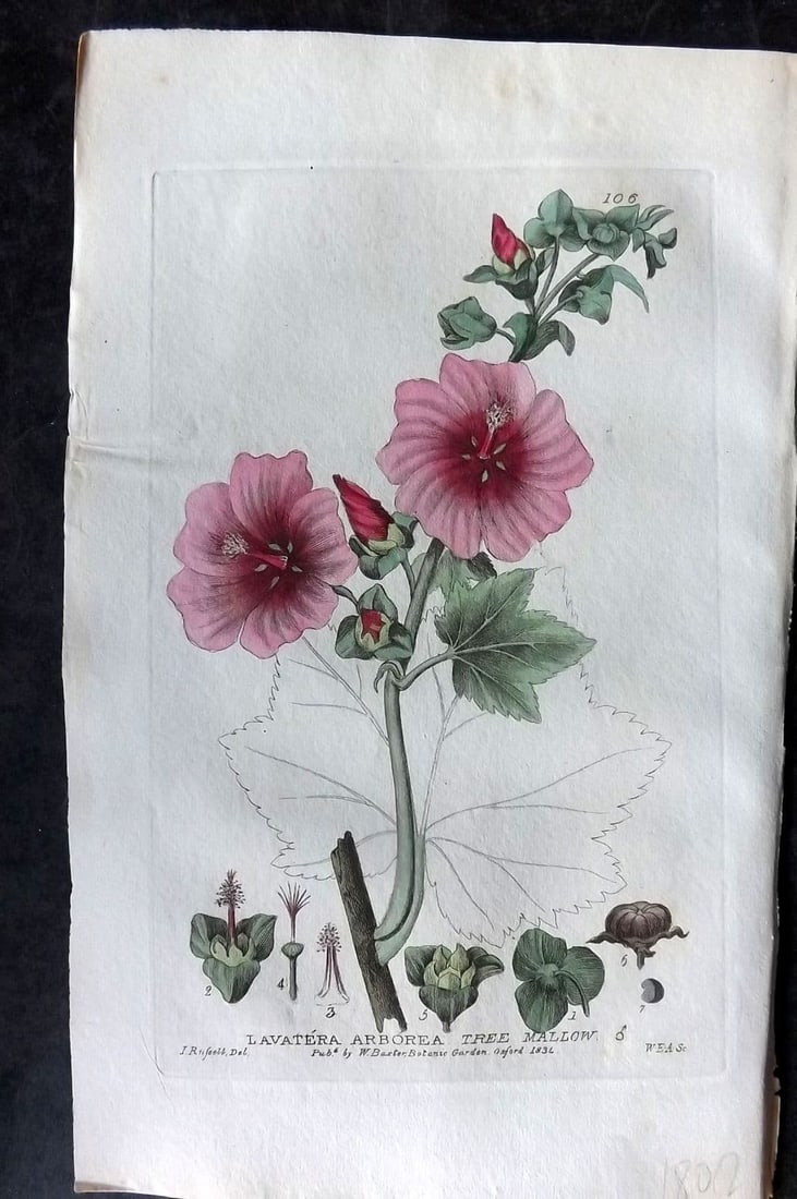 Baxter, George 1835 Hand Col Botanical Print. Tree Mallow 106 (1 of 1)