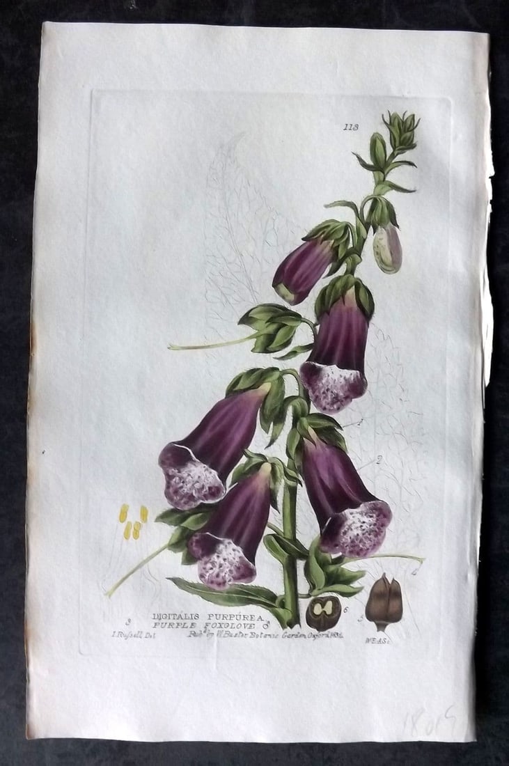 Baxter, George 1835 Hand Col Botanical Print. Purple Foxglove 113: Antique Etching Published 1834-43, Oxford for "British Phaenogamous Botany; or, Figures and Descriptions of British Flowering Plants" by William Baxter. Fine hand colour as issued. Paper Size: 9 x 5.5