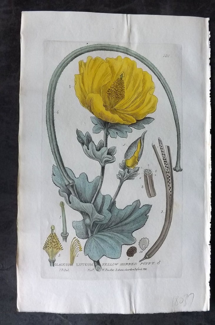 Baxter, George 1835 Hand Col Botanical Print. Yellow Horned Poppy 131 (1 of 1)