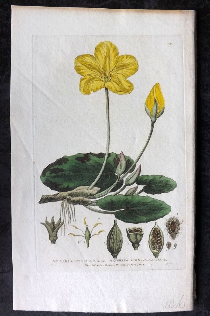 Baxter, George 1836 Hand Col Botanical Print. Nymphaea Like Villarsia 161 (1 of 1)