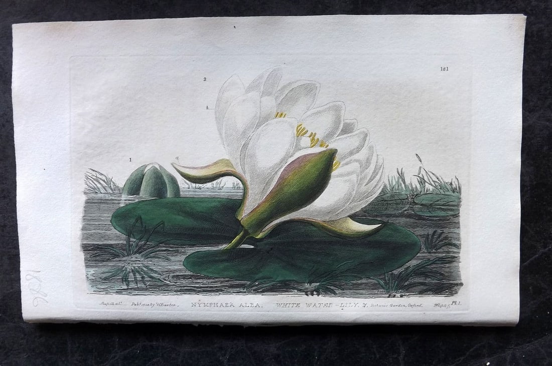 Baxter, George 1836 Hand Col Botanical Print. White Water Lily 181 (1 of 1)