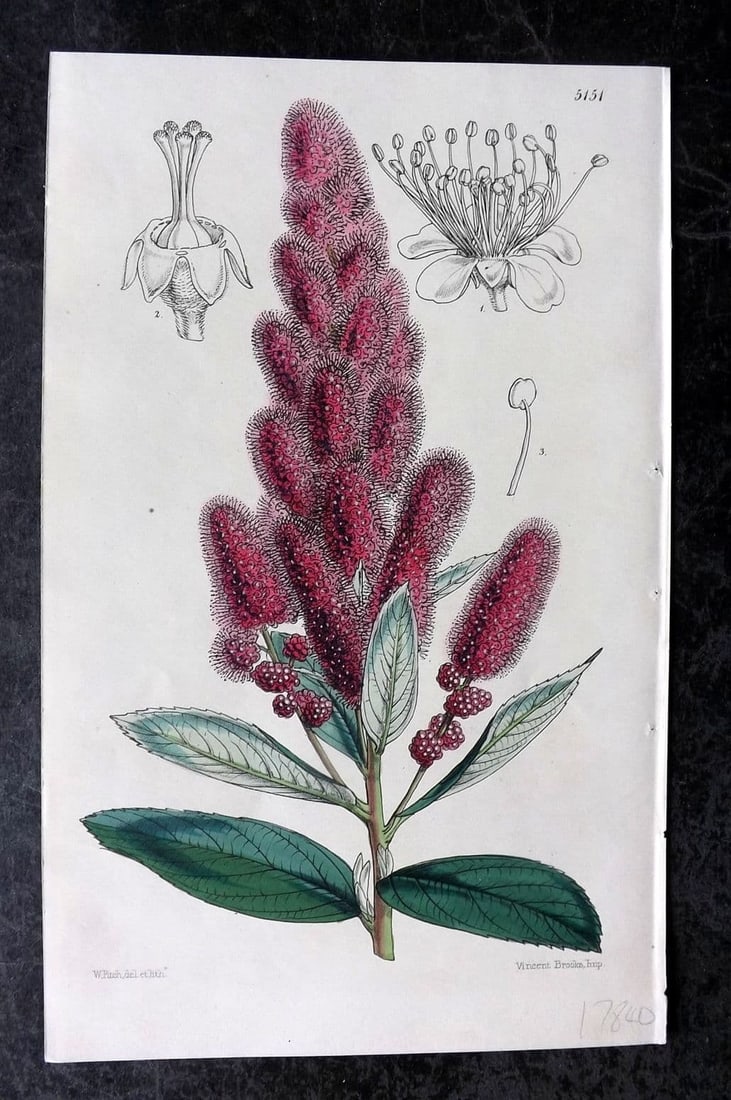Curtis, William 1873 Hand Col Botanical Print. Douglas's Spiraea 5151: Antique Lithograph Published 1787-1904, London for "The Botanical Magazine; or Flower-Garden Displayed" and later "Curtis's Botanical Magazine..." by William Curtis, continued by John Simms and others