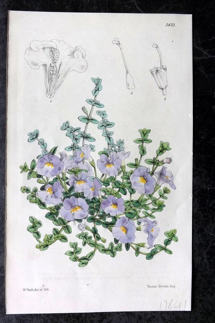 Curtis, William 1873 Hand Col Botanical Print. Creeping Monkey Flower 5423 (1 of 1)
