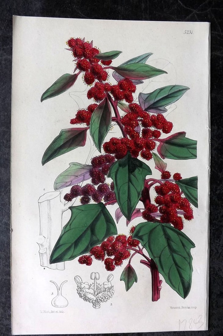 Curtis, William 1873 Hand Col Botanical Print. Purple Goosefoot 5231: Antique Lithograph Published 1787-1904, London for "The Botanical Magazine; or Flower-Garden Displayed" and later "Curtis's Botanical Magazine..." by William Curtis, continued by John Simms and others