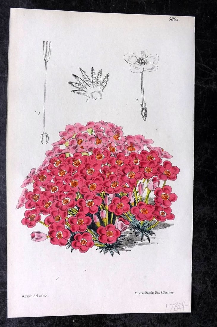 Curtis, William 1873 Hand Col Botanical Print. Rosy Flowered Leptosiphon 5863: Antique Lithograph Published 1787-1904, London for "The Botanical Magazine; or Flower-Garden Displayed" and later "Curtis's Botanical Magazine..." by William Curtis, continued by John Simms and others