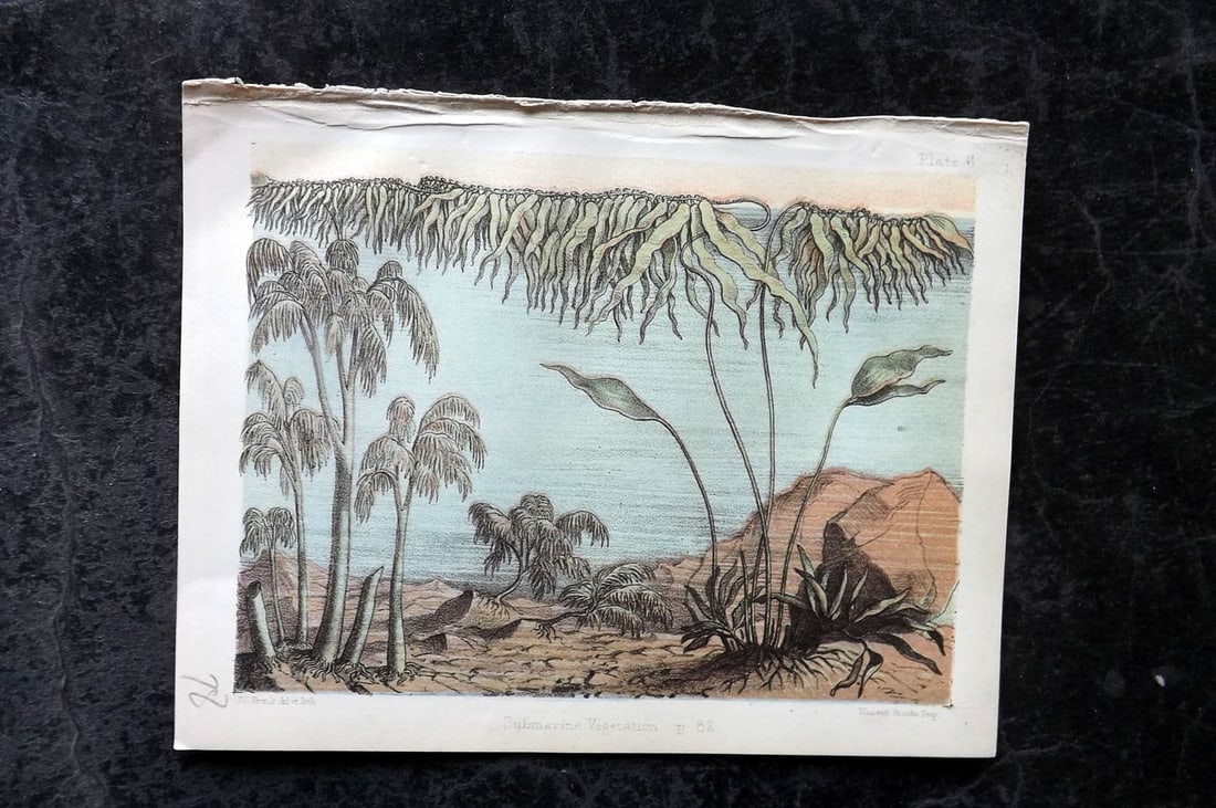 Daubeny & Catlow 1855 Botanical Print. Submarine Vegetation 06 (1 of 1)