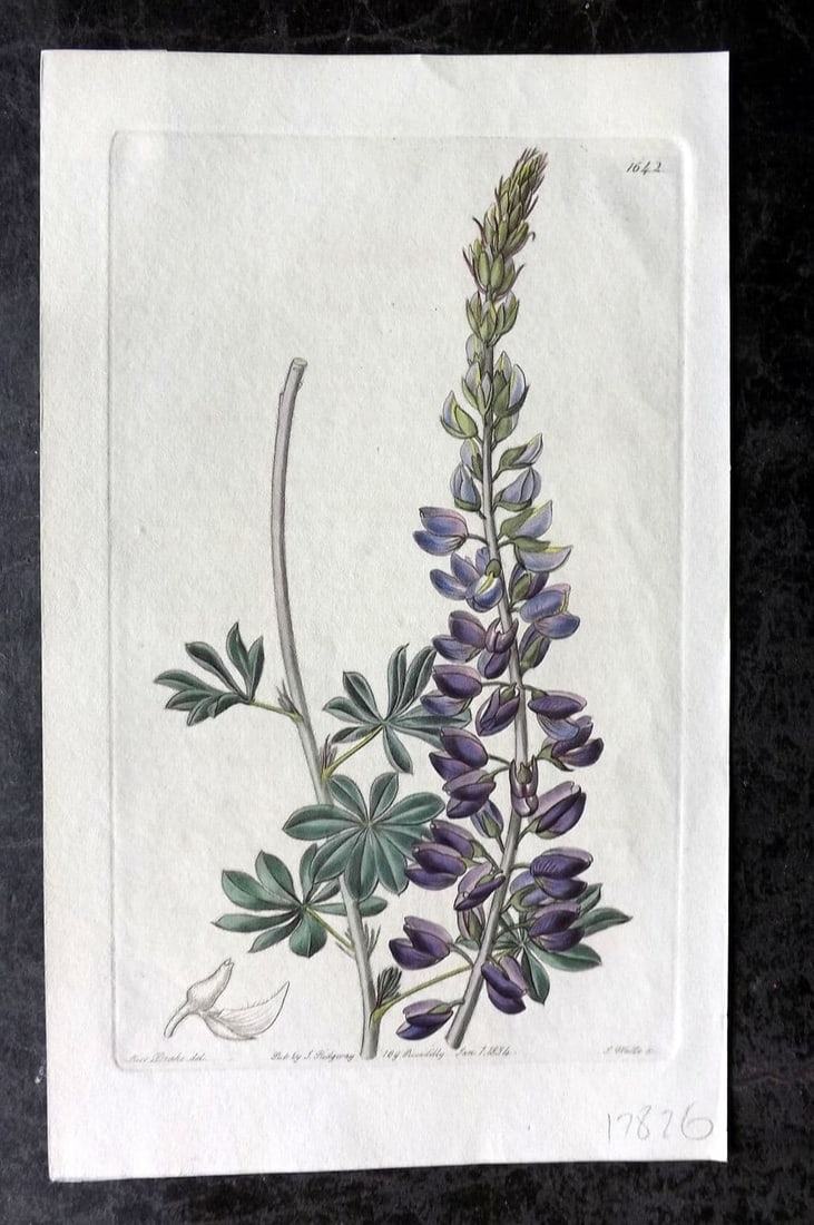 Edwards, Sydenham 1834 Hand Col Botanical Print. White Leaved Lupine 1642: Antique Etching/Engraving Published 1815-47 by James Ridgway, London for "The Botanical Register" and later "Edwards's Botanical Register" by Sydenham Edwards. With accompanying descriptive text. Fine