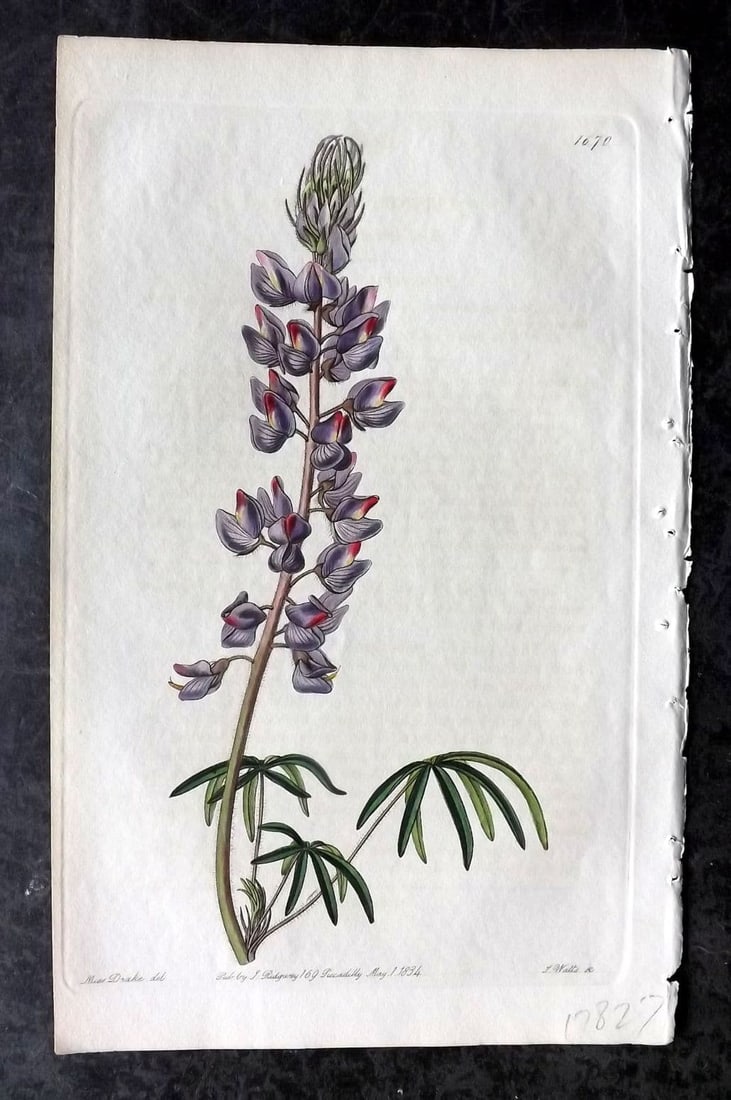 Edwards, Sydenham 1834 Hand Col Botanical Print. Fine Leaved Lupin 1670: Antique Etching/Engraving Published 1815-47 by James Ridgway, London for "The Botanical Register" and later "Edwards's Botanical Register" by Sydenham Edwards. With accompanying descriptive text. Fine