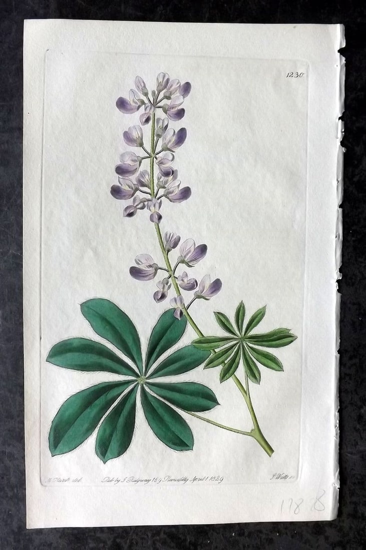 Edwards, Sydenham 1829 Hand Col Botanical Print. Half Shrubby Lupine 1230: Antique Etching/Engraving Published 1815-47 by James Ridgway, London for "The Botanical Register" and later "Edwards's Botanical Register" by Sydenham Edwards. With accompanying descriptive text. Fine