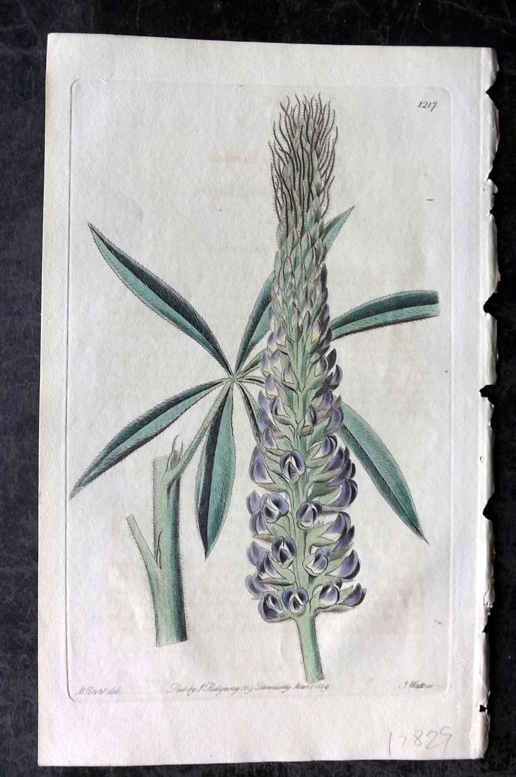 Edwards, Sydenham 1829 Hand Col Botanical Print. Feathery Perennial Lupine 1217: Antique Etching/Engraving Published 1815-47 by James Ridgway, London for "The Botanical Register" and later "Edwards's Botanical Register" by Sydenham Edwards. With accompanying descriptive text. Fine