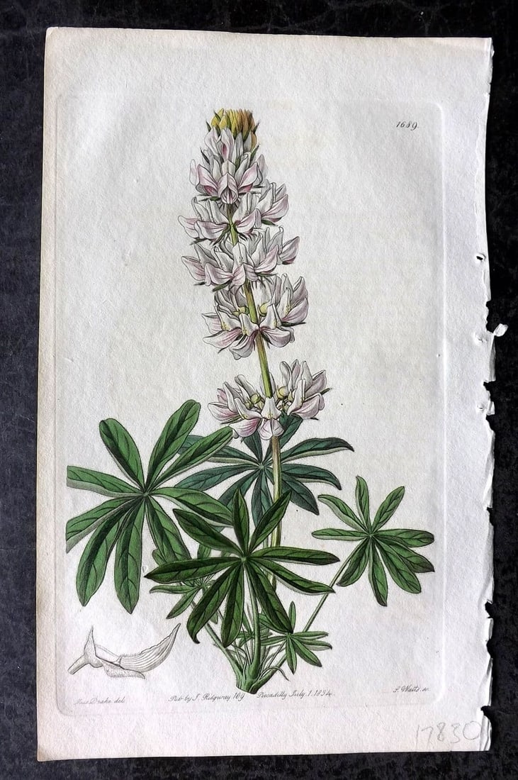 Edwards, Sydenham 1834 Hand Col Botanical Print. Dense Flowered Lupin 1689: Antique Etching/Engraving Published 1815-47 by James Ridgway, London for "The Botanical Register" and later "Edwards's Botanical Register" by Sydenham Edwards. With accompanying descriptive text. Fine