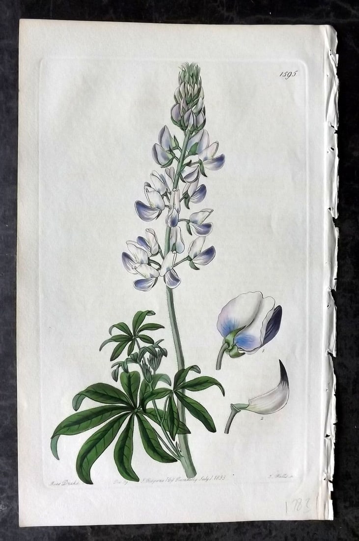Edwards, Sydenham 1833 Hand Col Botanical Print. River Lupine 1595: Antique Etching/Engraving Published 1815-47 by James Ridgway, London for "The Botanical Register" and later "Edwards's Botanical Register" by Sydenham Edwards. With accompanying descriptive text. Fine