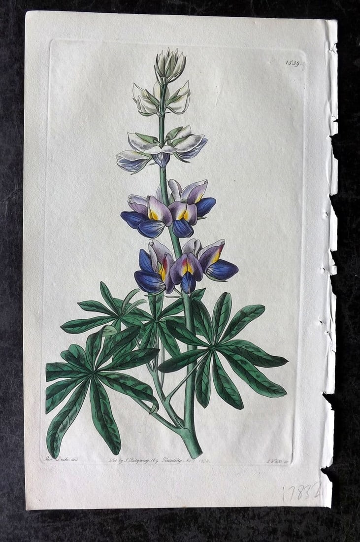 Edwards, Sydenham 1834 Hand Col Botanical Print. Changeable Lupine 1539: Antique Etching/Engraving Published 1815-47 by James Ridgway, London for "The Botanical Register" and later "Edwards's Botanical Register" by Sydenham Edwards. Lacking descriptive text. Fine hand colo