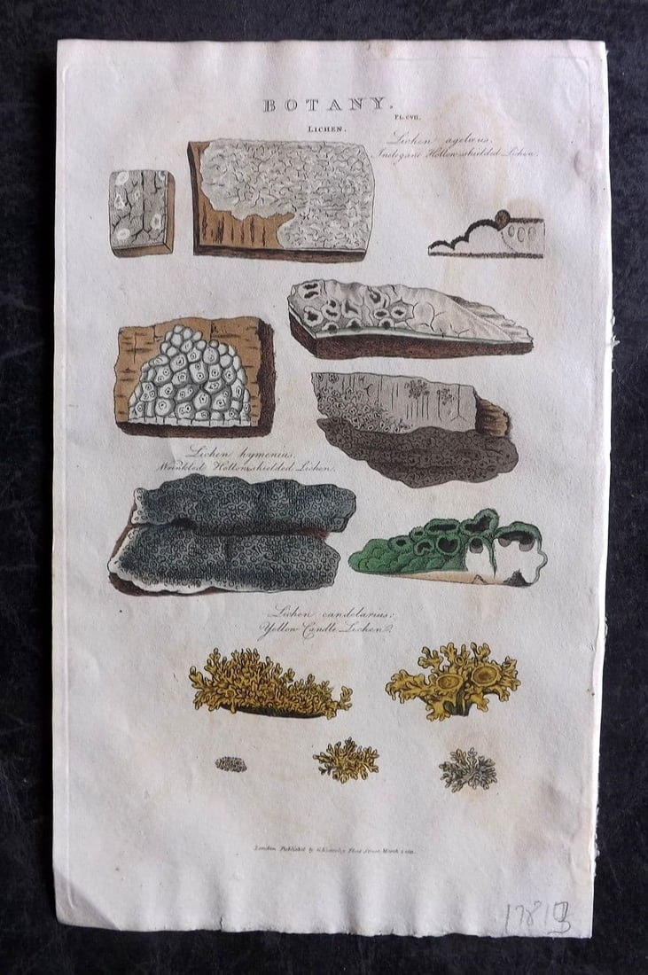Good, John 1813 Hand Col Botanical Print. Lichen 107: Antique Copper Plate Published 1806-13, London for "Pantologia: A New Cyclopaedia, Comprehending a Complete Series of Essays" by John Mason Good et al. Fine hand colour as issued. Paper Size: 9.5 x 6 