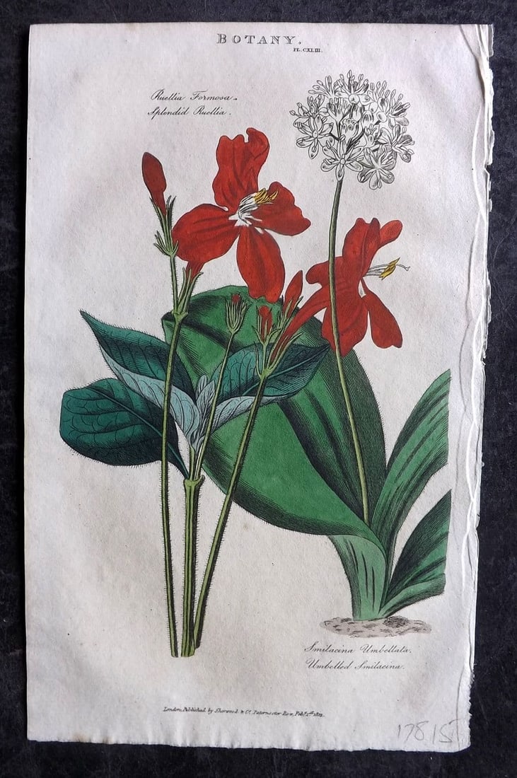 Good, John 1813 Hand Col Botanical Print. Splended Ruellia & Umbelled Smilacina 143: Antique Copper Plate Published 1806-13, London for "Pantologia: A New Cyclopaedia, Comprehending a Complete Series of Essays" by John Mason Good et al. Fine hand colour as issued. Paper Size: 9.5 x 6 