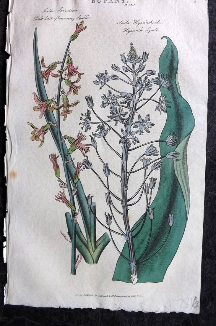 Good, John 1813 Hand Col Botanical Print. Pink Late Flowering & Hyancinth Squill 145: Antique Copper Plate Published 1806-13, London for "Pantologia: A New Cyclopaedia, Comprehending a Complete Series of Essays" by John Mason Good et al. Fine hand colour as issued. Paper Size: 9.5 x 6 