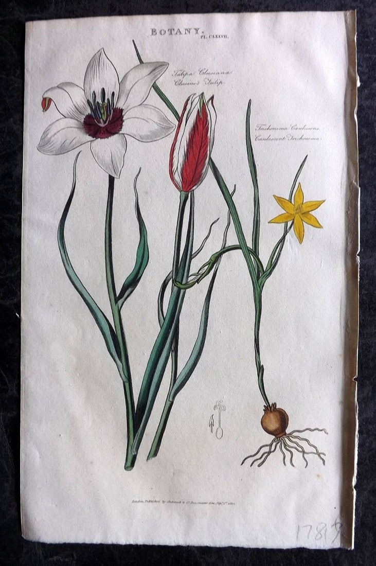 Good, John 1813 Hand Col Botanical Print. Clusius Tulip & Canlescent Trichomema 177: Antique Copper Plate Published 1806-13, London for "Pantologia: A New Cyclopaedia, Comprehending a Complete Series of Essays" by John Mason Good et al. Fine hand colour as issued. Paper Size: 9.5 x 6 