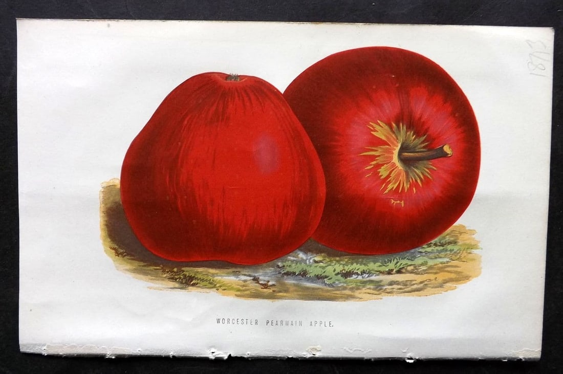 Hibberd, Shirley 1876 Botanical Print. Worcester Pearmain Apple Fruit (1 of 1)