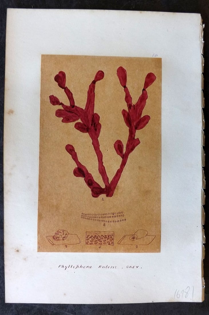 Original Art C1875 Seaweed. Phyllophora Rubens 14: Antique Pen, Ink and/or Watercolour Made in C1875, England for a privately created work on British Seaweeds by an unknown but Gifted Artist. Each drawing with accompanying descriptive manuscript plate