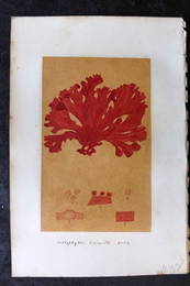 Original Art C1875 Seaweed. Callophyllis Laciniata 22