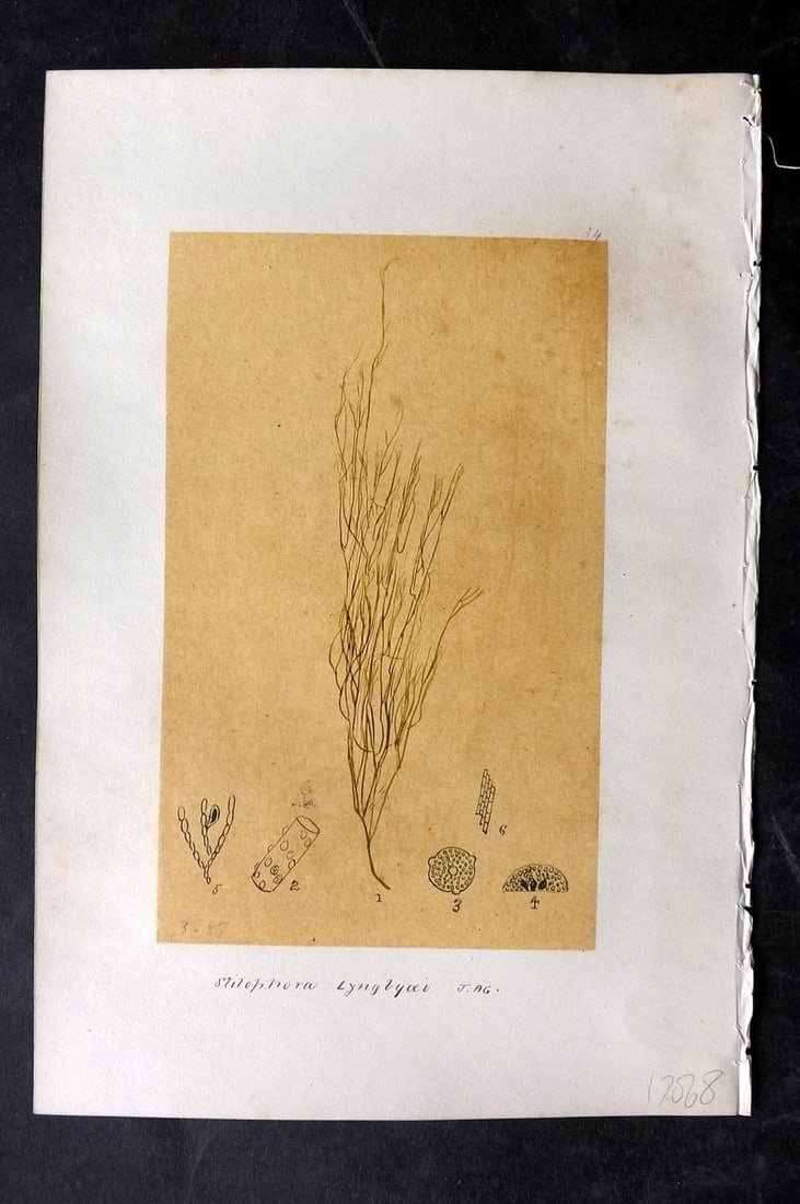 Original Art C1875 Seaweed. Stilophora Lyngbyaei 34: Antique Pen, Ink and/or Watercolour Made in C1875, England for a privately created work on British Seaweeds by an unknown but Gifted Artist. Each drawing with accompanying descriptive manuscript plate