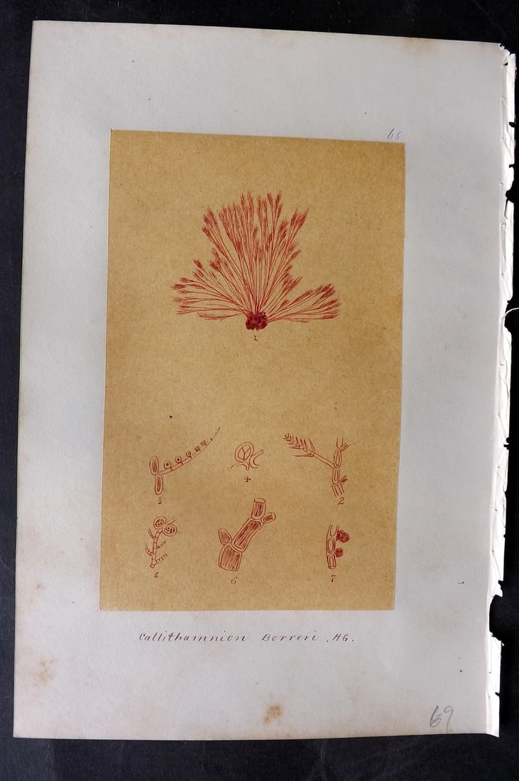 Original Art C1875 Seaweed. Callithamnion Borreri 65: Pen, Ink and/or Watercolour Made in C1875, England for a privately created work on British Seaweeds by an unknown but Gifted Artist. Each drawing with accompanying descriptive manuscript plate, also f