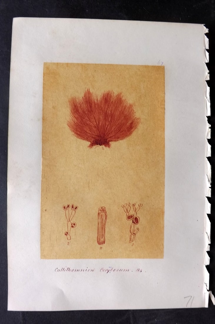 Original Art C1875 Seaweed. Callithamnion Corymbosum 67 (1 of 1)