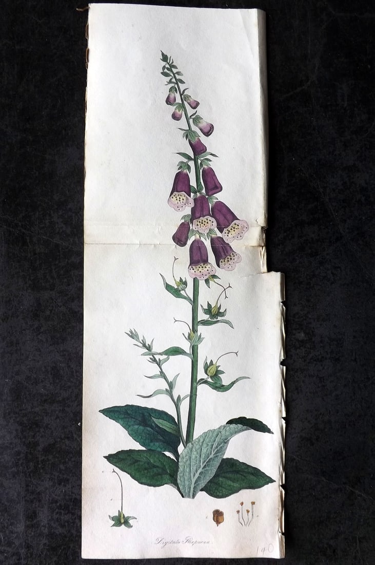 Spratt, George 1829 Hand Col Double Botanical Print. Purple Foxglove: Hand Colored Lithograph Published 1829-30, London for "Flora Medica?" by George Spratt. Centre fold as published. Paper Size: 14.5 x 5 inch (37 x 13cm) A couple of margin tears. Crease in right margin