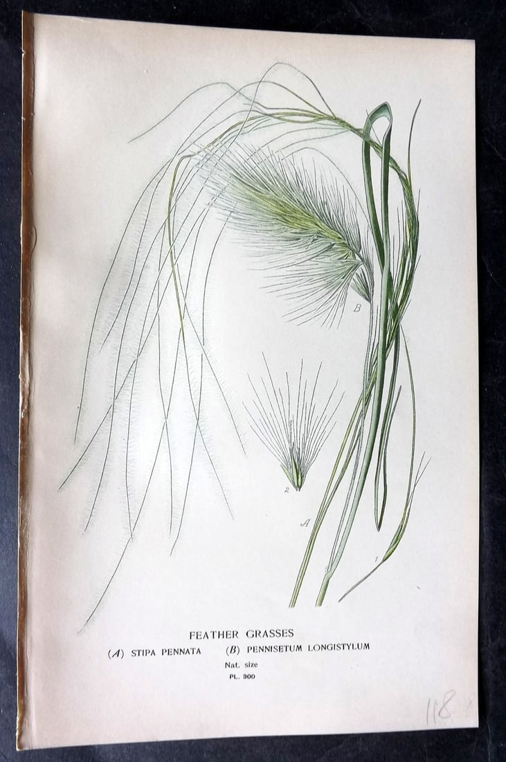 Step, Edward 1897 Antique Botanical Print. Feather Grasses 300: Chromolithograph Published 1896-97 by Frederick Warne & Co., London for "Favourite Flowers of Garden and Greenhouse" by Edward Step and William Watson. Paper Size: 9 x 6 inch (23 x 15cm) Good Conditio