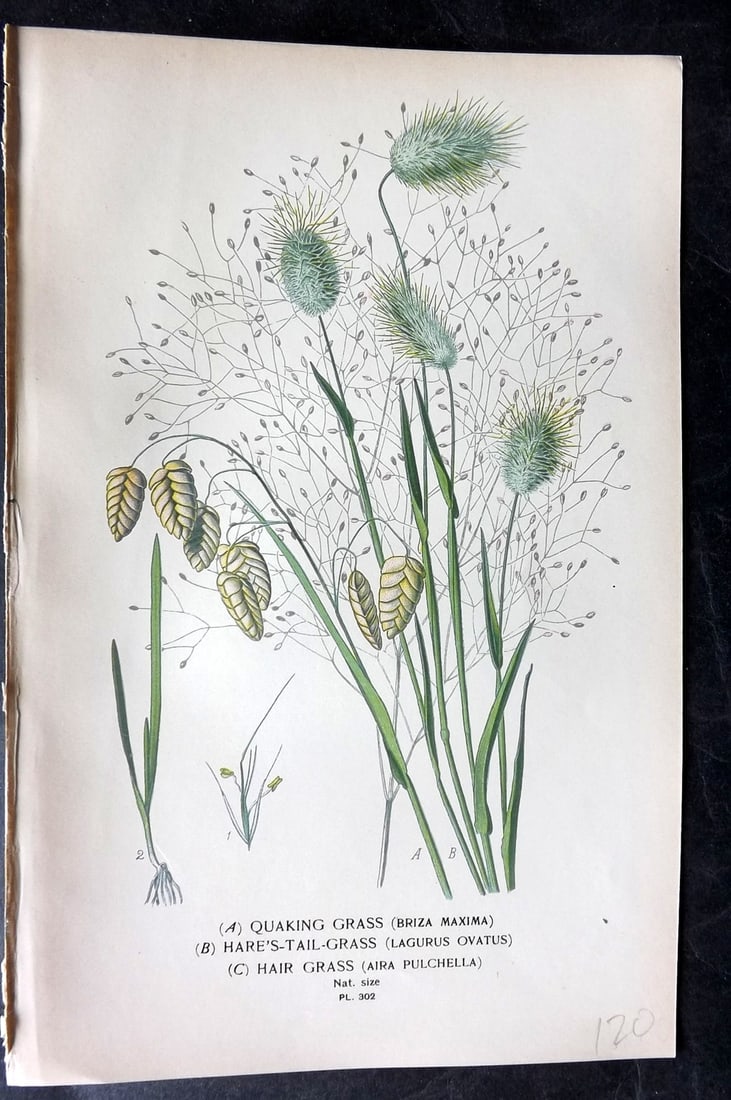 Step, Edward 1897 Antique Botanical Print. Quaking Grass, Hare's Tail Grass 302: Chromolithograph Published 1896-97 by Frederick Warne & Co., London for "Favourite Flowers of Garden and Greenhouse" by Edward Step and William Watson. Paper Size: 9 x 6 inch (23 x 15cm) Good Conditio