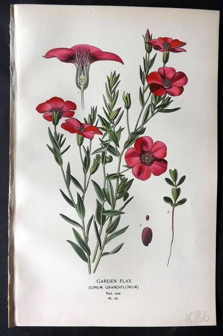 Step, Edward 1897 Antique Botanical Print. Garden Flax 52: Chromolithograph Published 1896-97 by Frederick Warne & Co., London for "Favourite Flowers of Garden and Greenhouse" by Edward Step and William Watson. Paper Size: 9 x 6 inch (23 x 15cm) Good Conditio