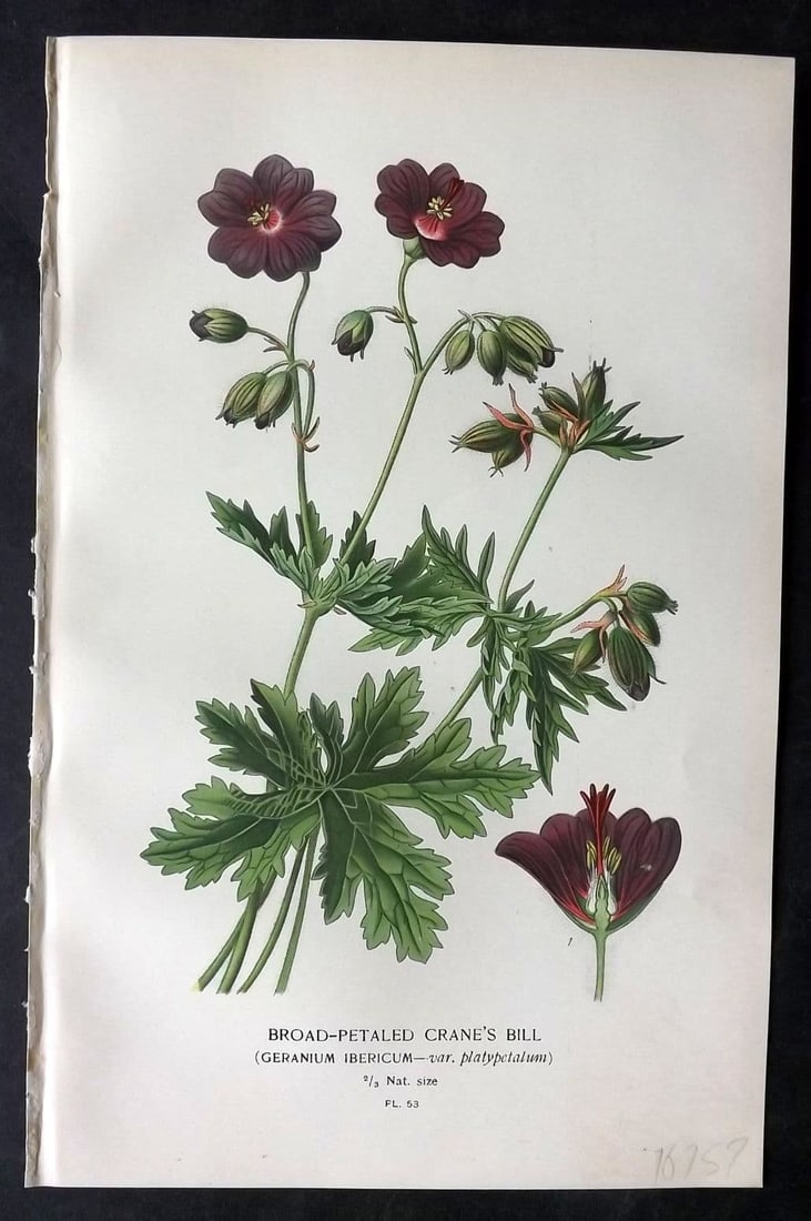 Step, Edward 1897 Antique Botanical Print. Broad Petaled Crane's Bill. Geranium 53 (1 of 1)