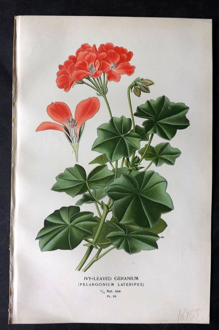 Step, Edward 1897 Antique Botanical Print. Ivy-Leaved Geranium 55 (1 of 1)