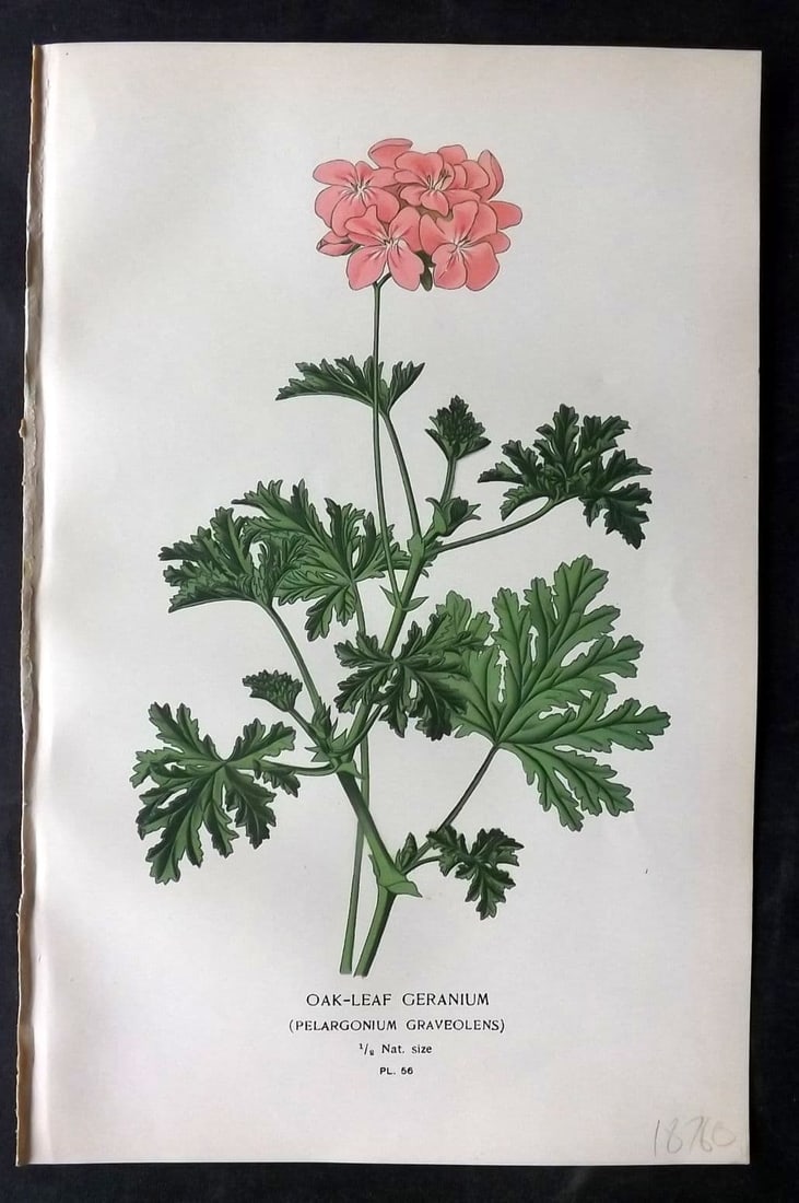 Step, Edward 1897 Antique Botanical Print. Oak Leaf Geranium 56 (1 of 1)