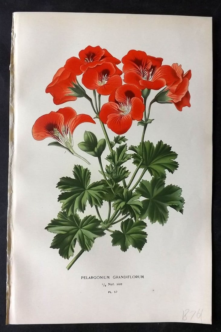 Step, Edward 1897 Antique Botanical Print. Pelargonium Grandiflorum 57: Chromolithograph Published 1896-97 by Frederick Warne & Co., London for "Favourite Flowers of Garden and Greenhouse" by Edward Step and William Watson. Paper Size: 9 x 6 inch (23 x 15cm) Good Conditio