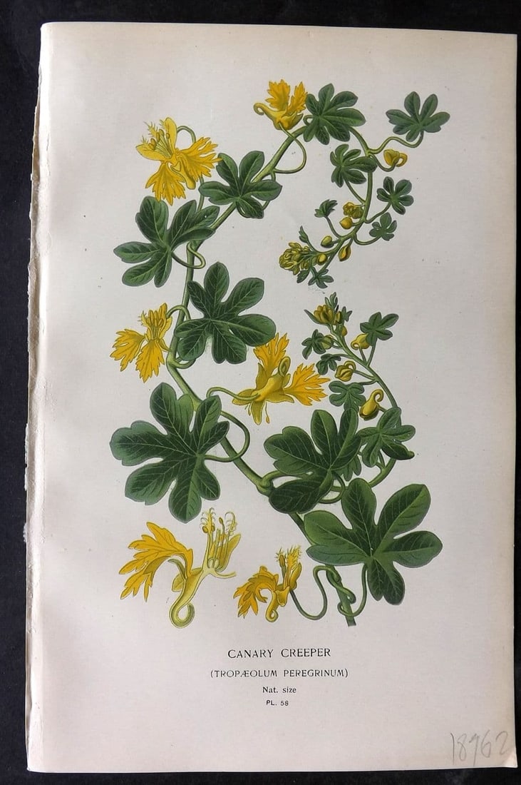Step, Edward 1897 Antique Botanical Print. Canary Creeper 58: Chromolithograph Published 1896-97 by Frederick Warne & Co., London for "Favourite Flowers of Garden and Greenhouse" by Edward Step and William Watson. Paper Size: 9 x 6 inch (23 x 15cm) Good Conditio