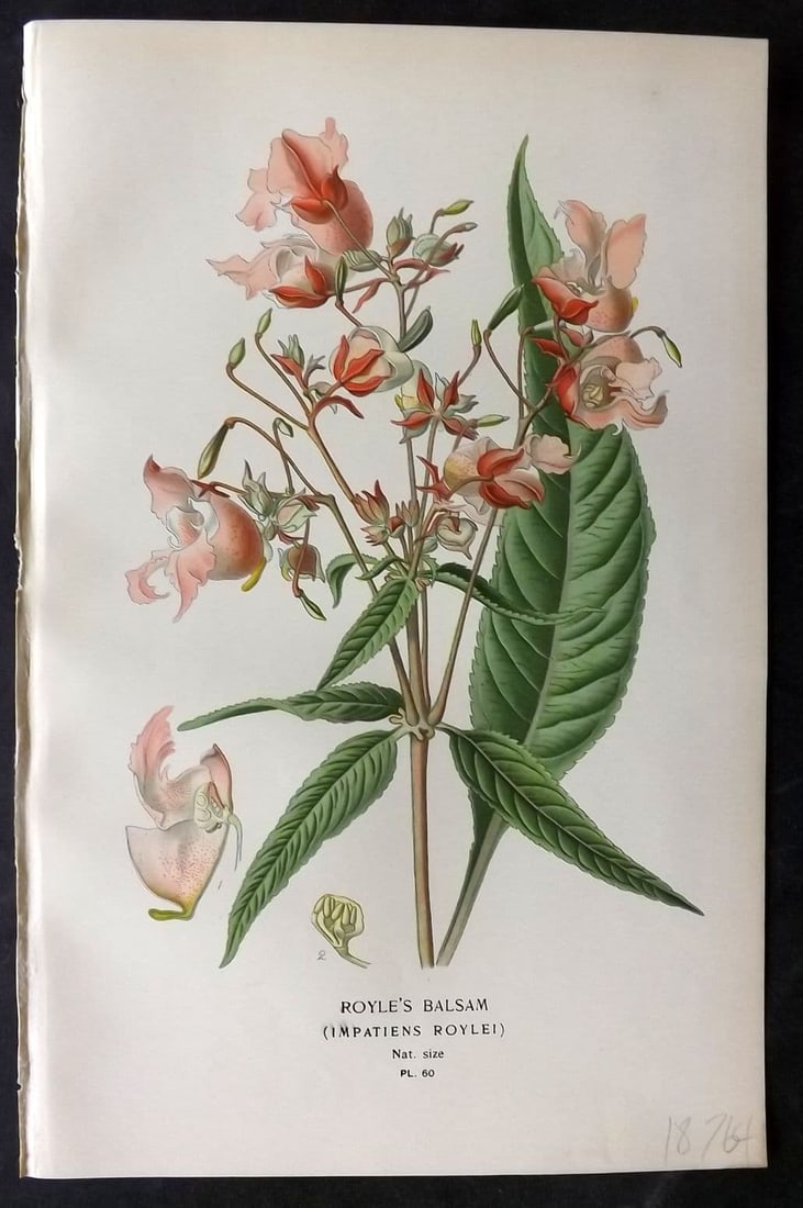 Step, Edward 1897 Antique Botanical Print. Royle's Balsam 60: Chromolithograph Published 1896-97 by Frederick Warne & Co., London for "Favourite Flowers of Garden and Greenhouse" by Edward Step and William Watson. Paper Size: 9 x 6 inch (23 x 15cm) Good Conditio