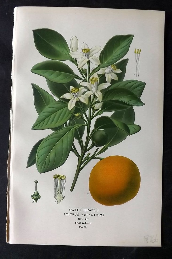Step, Edward 1897 Antique Botanical Print. Sweet Orange. Fruit 62 (1 of 1)