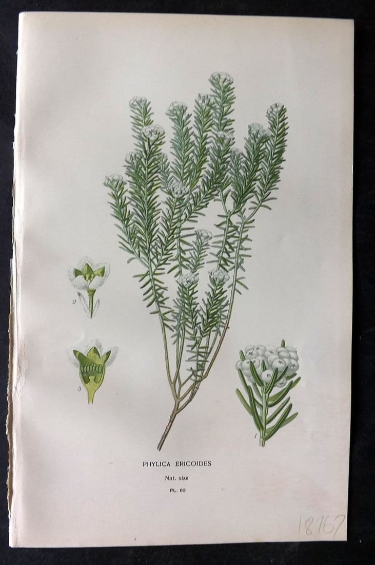 Step, Edward 1897 Antique Botanical Print. Phylica Ericoides 63: Chromolithograph Published 1896-97 by Frederick Warne & Co., London for "Favourite Flowers of Garden and Greenhouse" by Edward Step and William Watson. Paper Size: 9 x 6 inch (23 x 15cm) Good Conditio